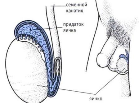 рисунок заболевания