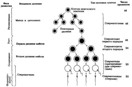 схема развития половых клеток у мужчин