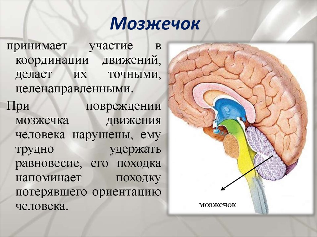 За что отвечает мозжечок