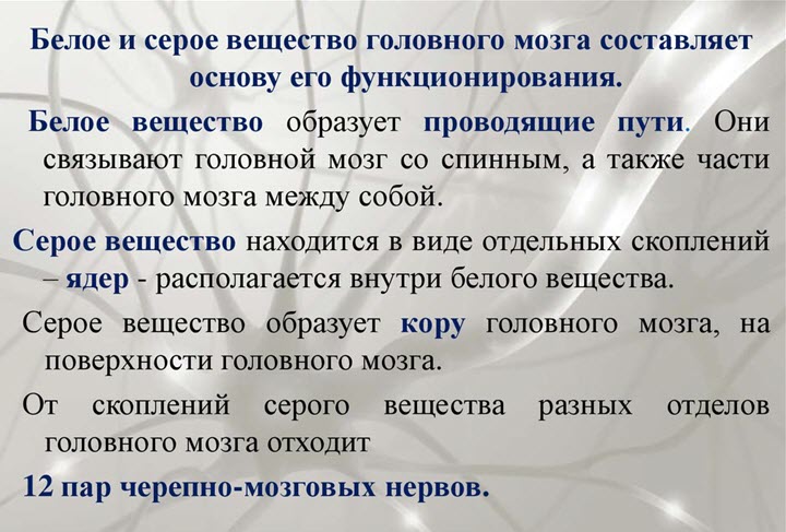 Белое и серое вещество головного мозга