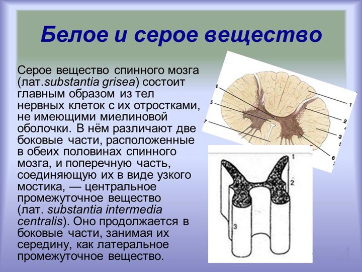 Спинной мозг