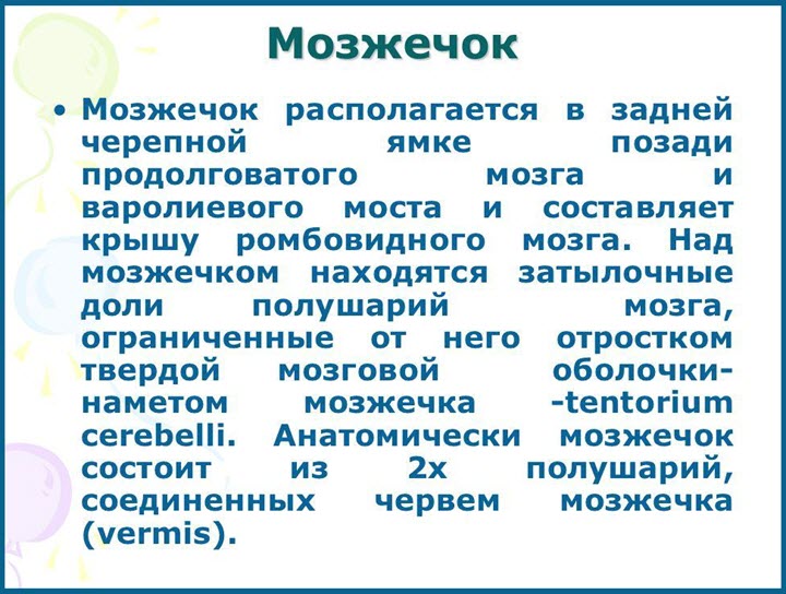 Что такое мозжечок