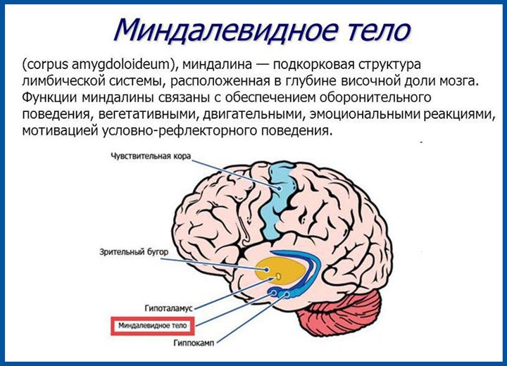 Миндалевидное тело
