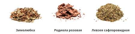 зимолюбка, родиола, левзея