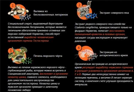 состав препарата молот тора
