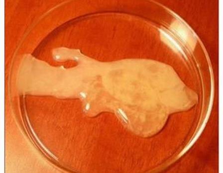 сперма в чашке петри сперма в чашке петри