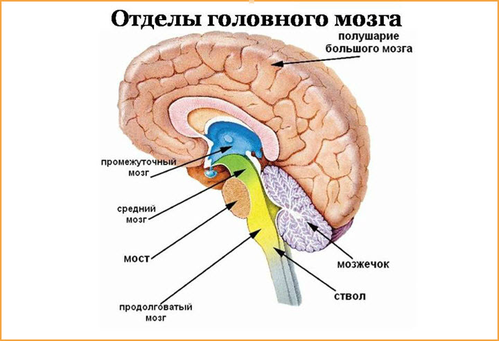 Строение головного мозга