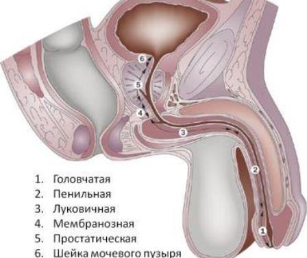 строение мужской половой системы