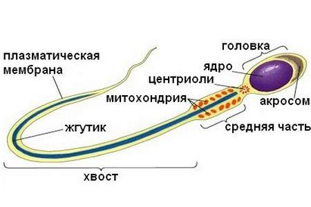 схема строения сперматозоида