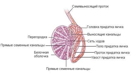 строение тестикул