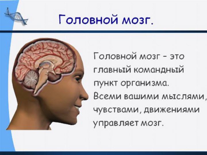 Что такое головной мозг