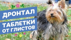 Профилактика у животных глистной инвазии