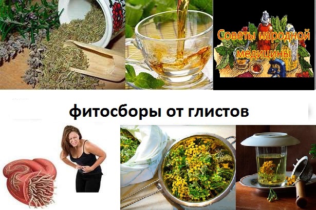 Фитосборы от глистов