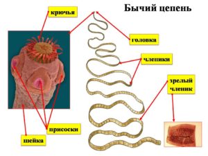 Бычий цепень