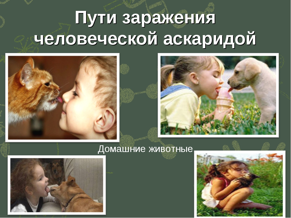 Контакт с животными