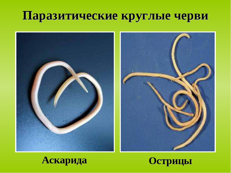 Виды круглых червей