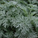 Как паразитологи оценивают БАД Тройчатка Эвалар