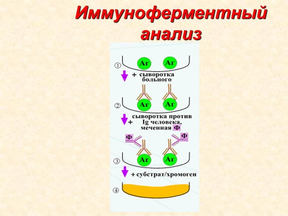 Иммуноферментный метод анализа на глисты