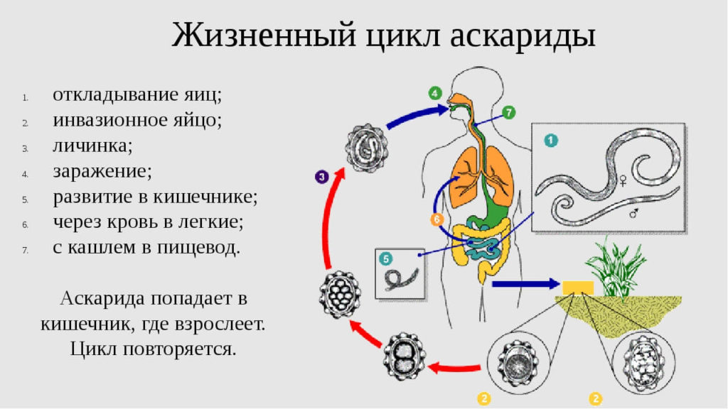Этапы развития паразита