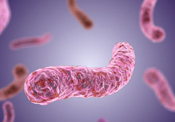 палочка коха