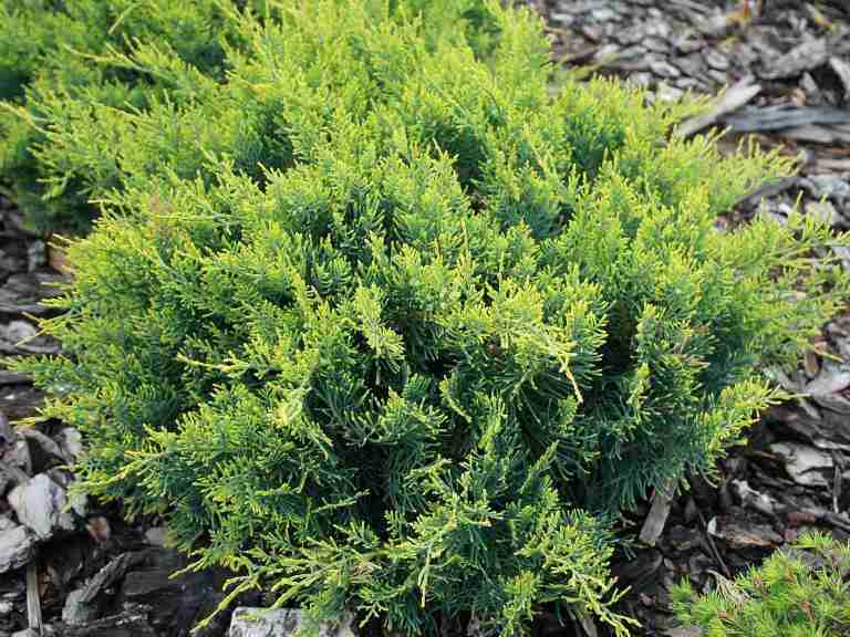 травы от цистита у женщин быстрое лечение