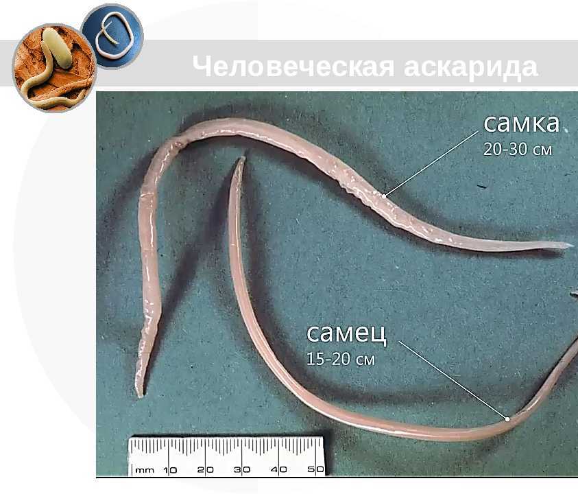 Взрослые особи